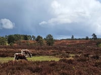 <p>Woolmer cattle graze the heathland around Bordon and Liphook</p>