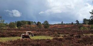 Heathwatch: Surrey and Hampshire's heath wouldn’t exist without us...