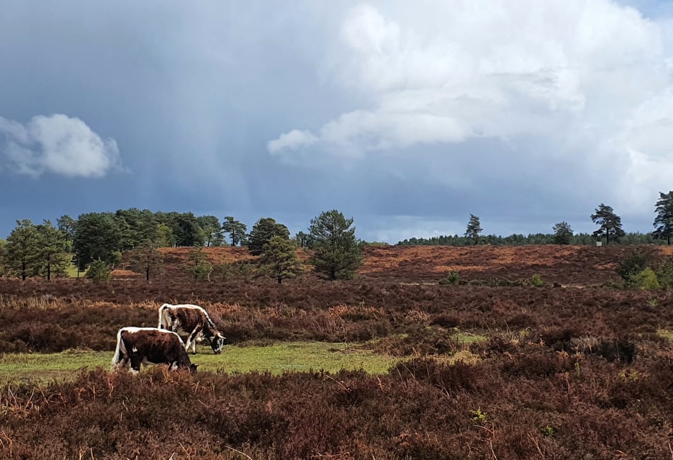 <p>Woolmer cattle graze the heathland around Bordon and Liphook</p>