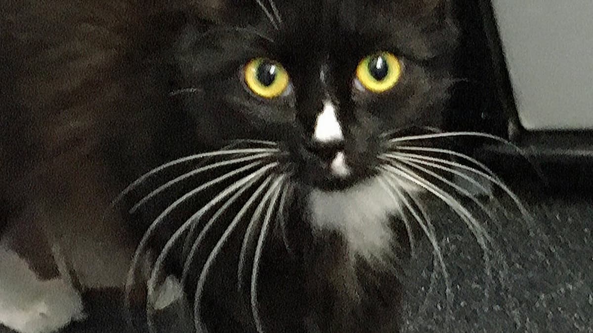 Cats Protection need your help supporting our furry felines