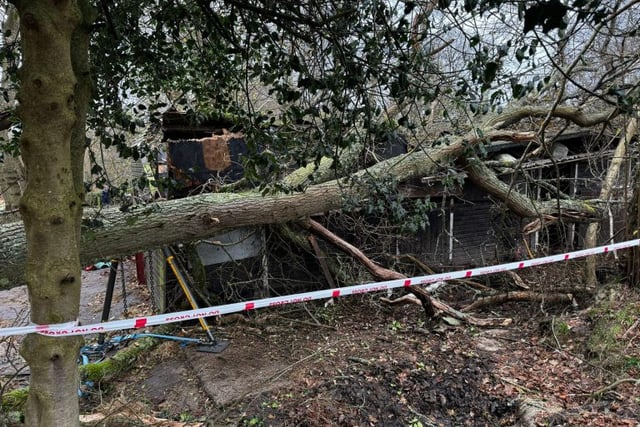 Two horses rescued after tree destroys their stable in Liphook
