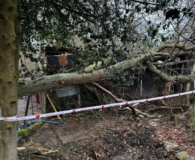 Two horses rescued after tree destroys their stable in Liphook