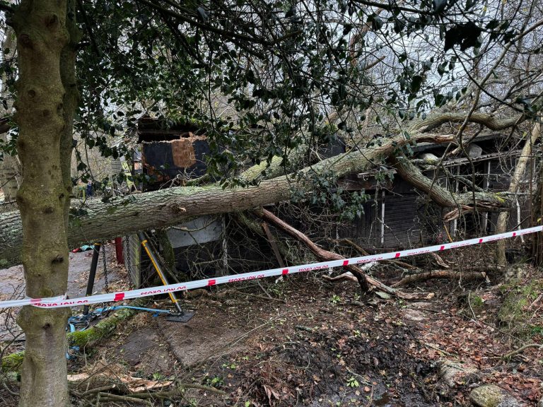 <p>Two horses rescued after tree falls on Liphook stable</p>