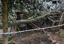 Two horses rescued after tree destroys their stable in Liphook