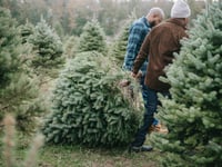 Waverley confirms Christmas bin collections and tree recycling points