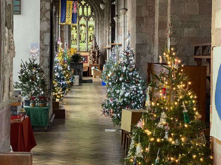 Some of the trees at Crediton Parish Church Christmas Tree Festival. AQ 1515