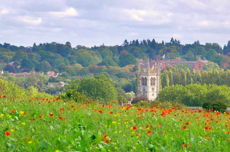 Farnham and poppies