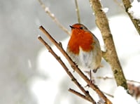 <p>‘If a robin in a winter landscape is not the most popular Christmas card subject, it must be very high up the list,’ writes Malcolm Harris, of Beech. ‘As a child I had a fondness for cards featuring Victorian, horse drawn mail coaches, but they have been out of fashion for decades and seem to have now completely disappeared. I wonder, given time,  if the same could happen to the robin?’</p>
