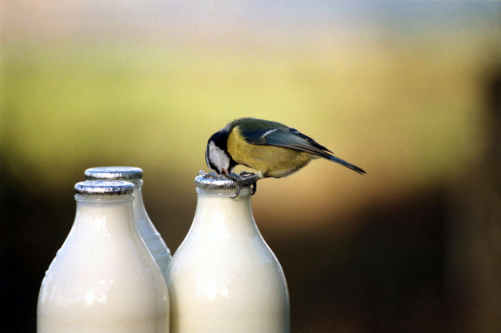 Above, Colin went to great lengths to create this classic photo of the blue tit pinching the cream off the doorstep ‘pinta’. He spent days enticing and ‘training’ blue tits to feed from the milk bottle -–using a syringe and nuts and sourcing glass bottles in the age of cartons. Right, The unlikely pairing of an owl and kitten in a Mary Tavy kitchen is one of Colin’s favourite shots and an example of seizing the moment with plenty of imagination.