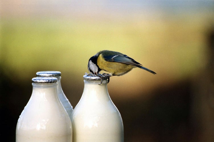 Above, Colin went to great lengths to create this classic photo of the blue tit pinching the cream off the doorstep ‘pinta’. He spent days enticing and ‘training’ blue tits to feed from the milk bottle -–using a syringe and nuts and sourcing glass bottles in the age of cartons. Right, The unlikely pairing of an owl and kitten in a Mary Tavy kitchen is one of Colin’s favourite shots and an example of seizing the moment with plenty of imagination.