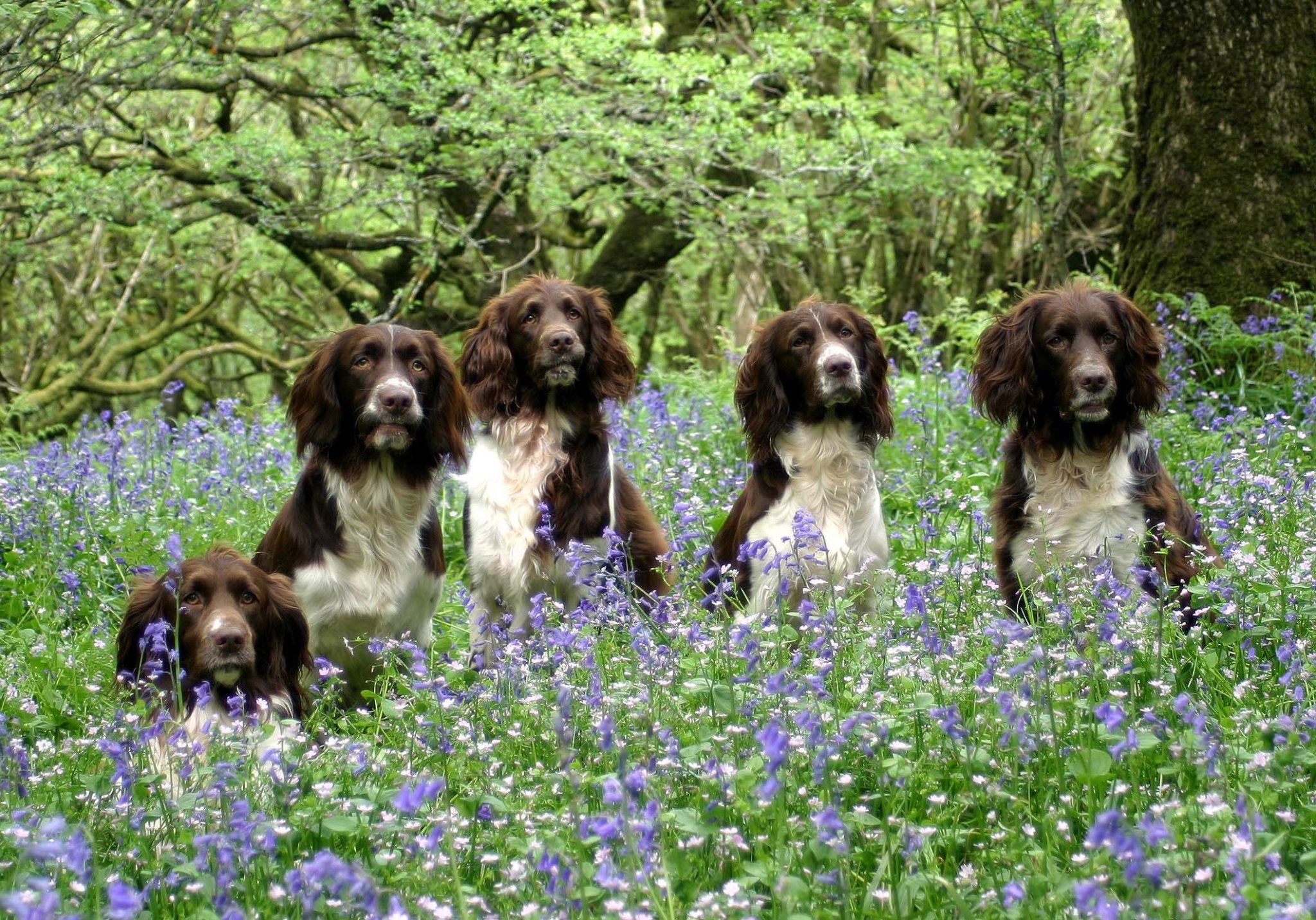 Colin Sargent dogs