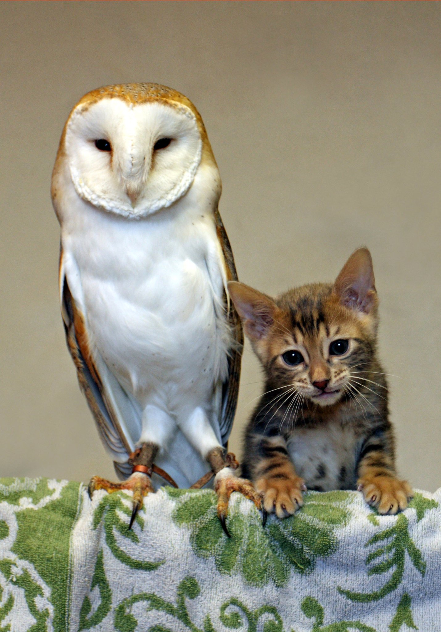 Colin Sargent owl and cat