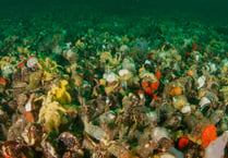 Marine life: Diving deep into the hidden undersea world of mussels