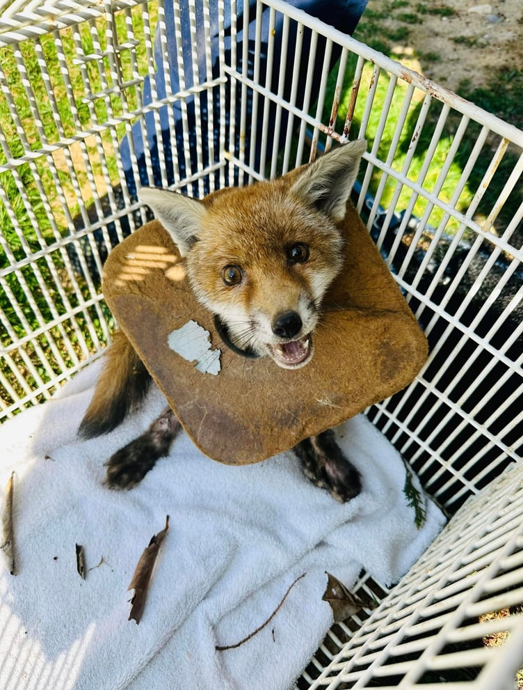 A fox stuck in some litter