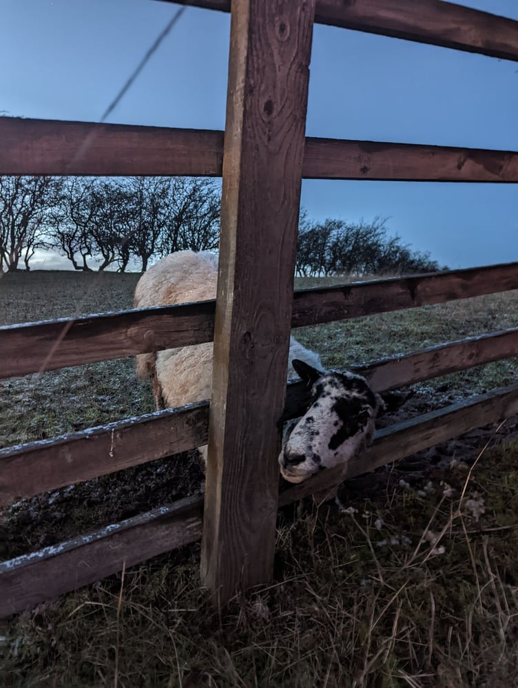A sheep stuck in a fence