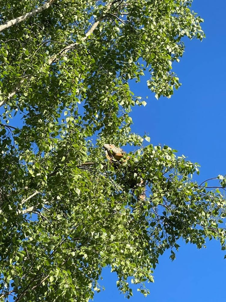 An iguana stuck in a tree