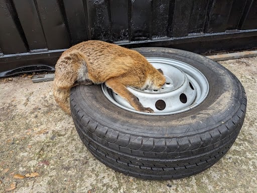 A fox stuck in a wheel