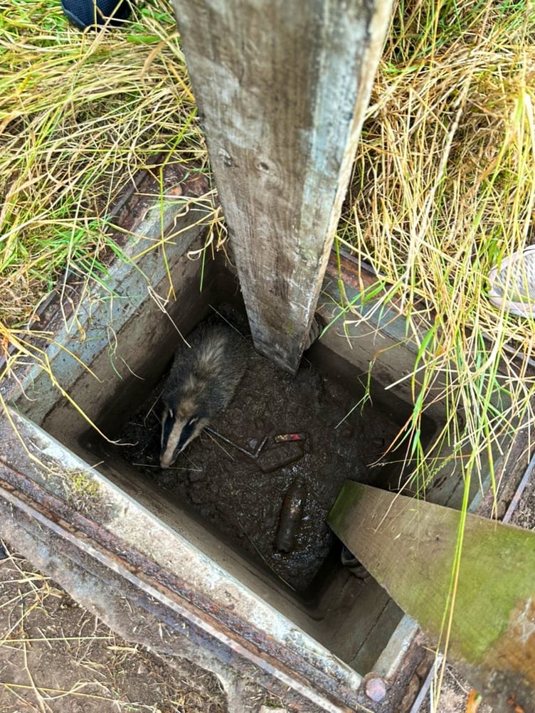 A badger down a hole