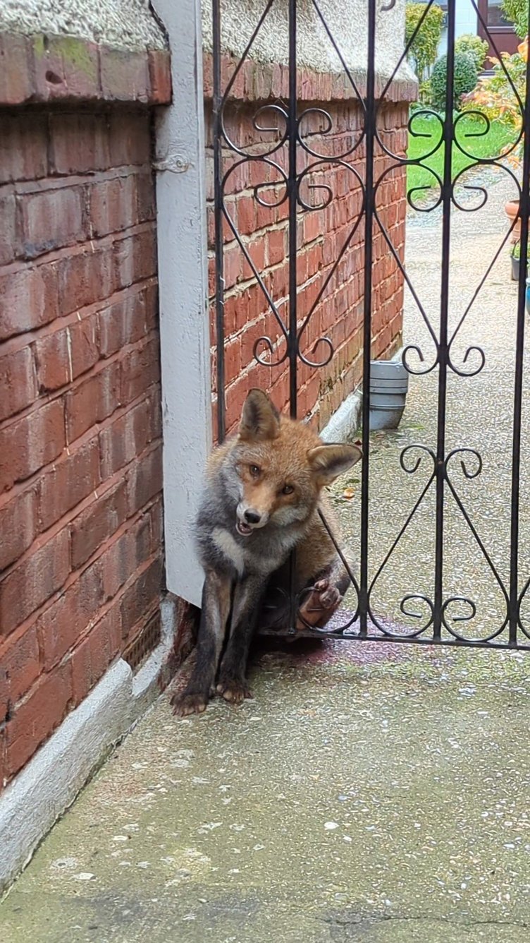 A fox stuck in a gate