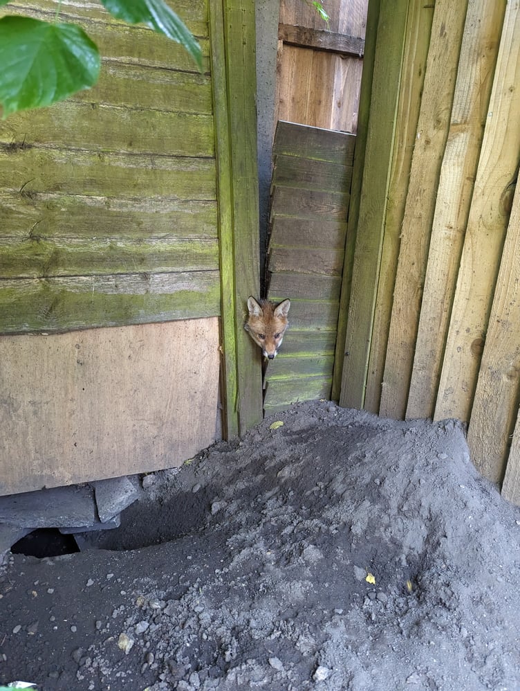 A fox stuck in a fence in London