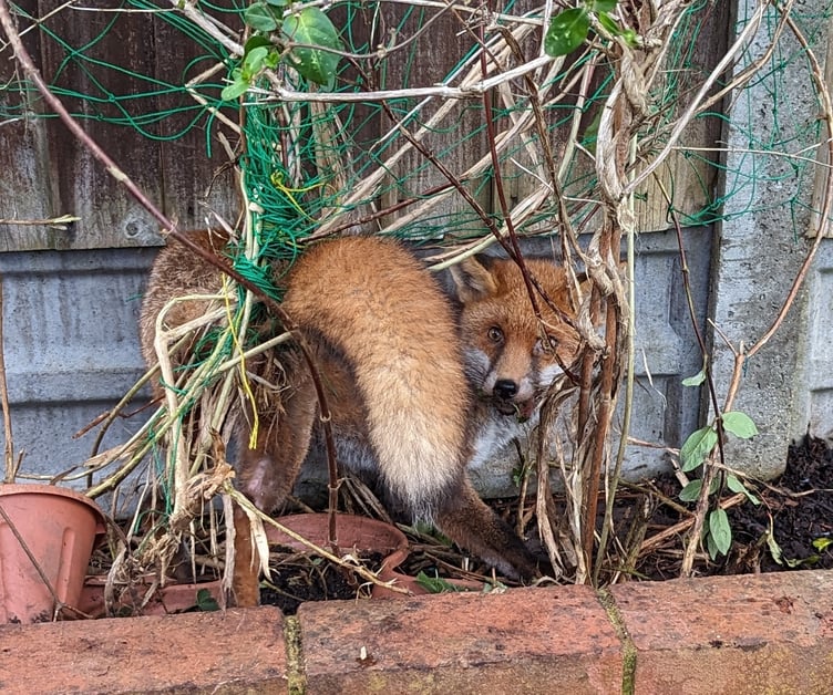 A fox entangled in green twine