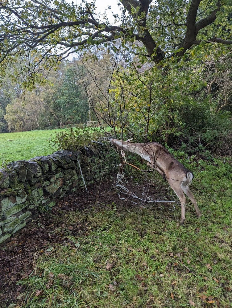 A deer stuck in some netting in Derbyshire