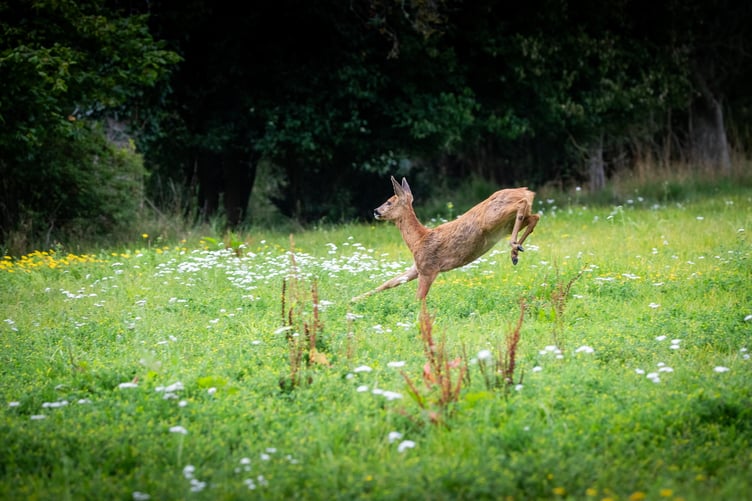 A deer in Romsey running for freedom after it was freed