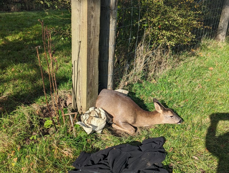A deer caught in a fence in West Sussex