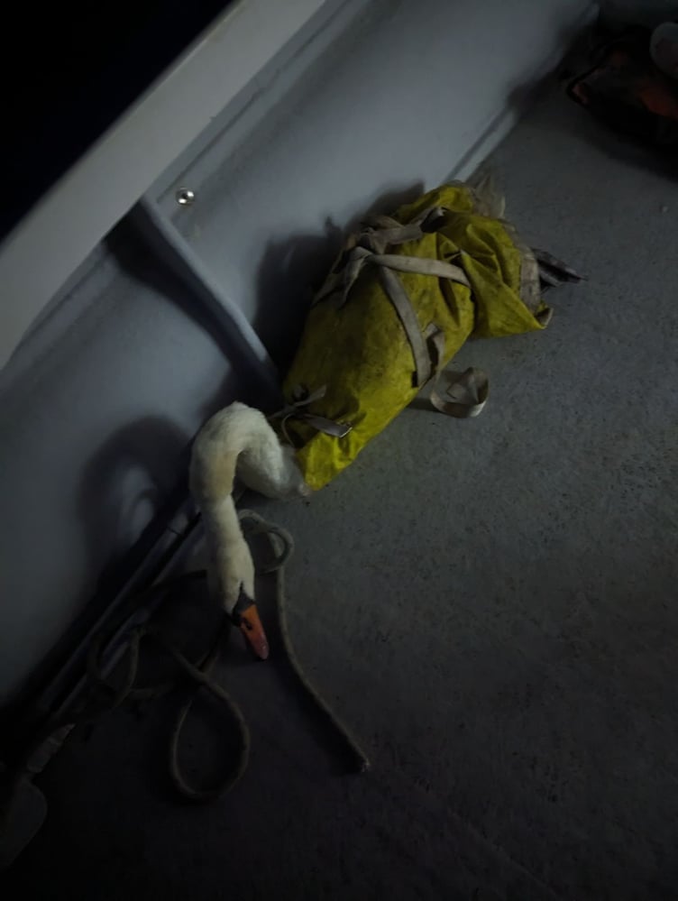 A swan rescued from a recording studio in Fowey