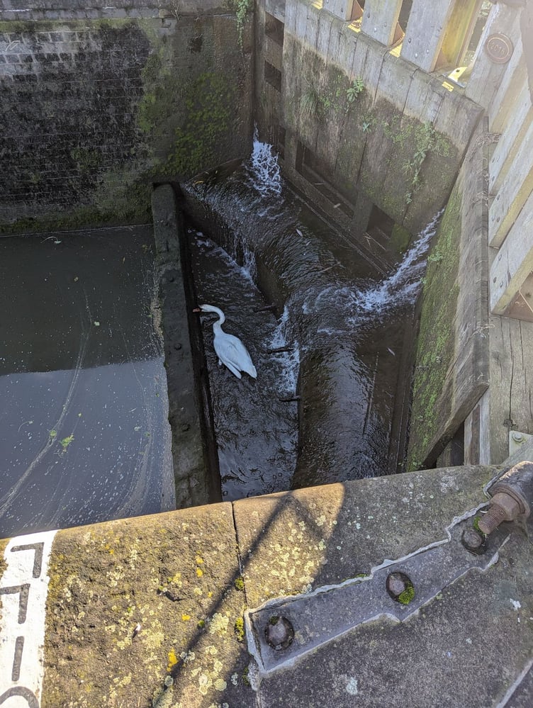 A swan stuck in a canal lock