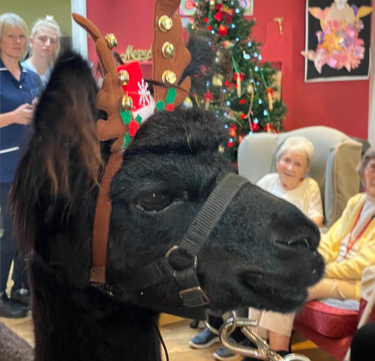 During the alpacas visit to Hillbrow Care Home in Crediton. AQ 2396