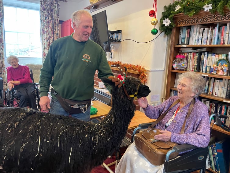During the alpacas visit to Hillbrow Care Home in Crediton. AQ 2357