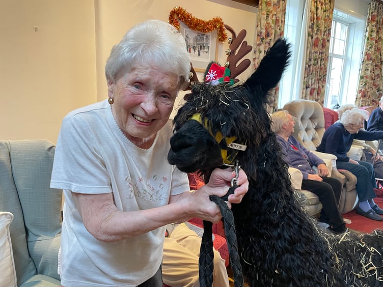 During the alpacas visit to Hillbrow Care Home in Crediton. AQ 2373