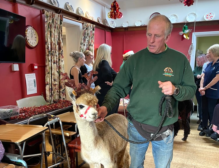 During the alpacas visit to Hillbrow Care Home in Crediton. AQ 2413