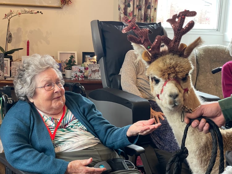 During the alpacas visit to Hillbrow Care Home in Crediton. AQ 2393