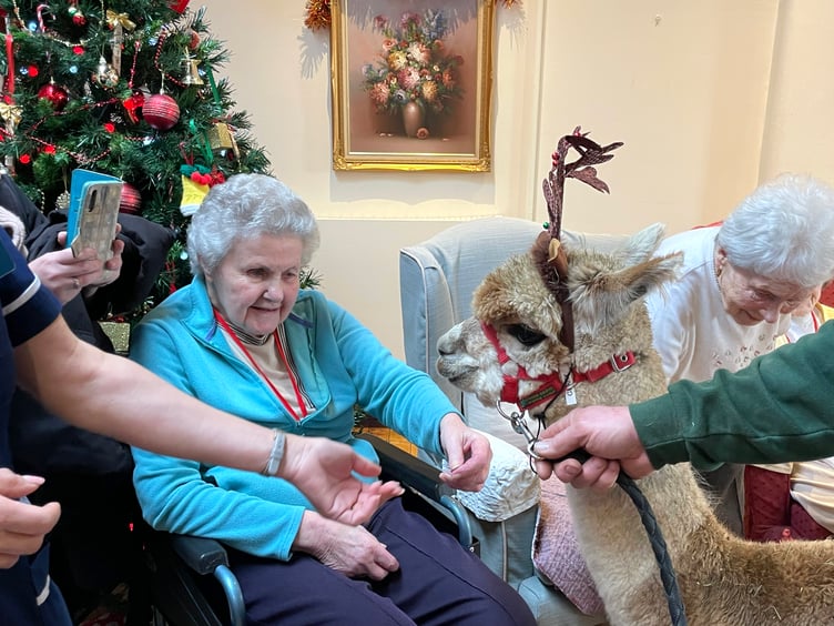 During the alpacas visit to Hillbrow Care Home in Crediton. AQ 2405