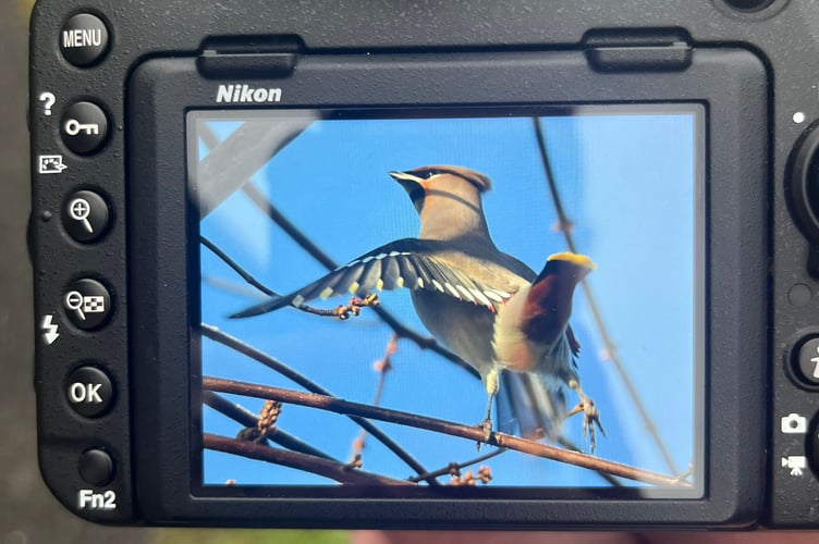 Stunning photographs by Simon Thorn, an experienced birdwatcher, who captured these stills of a waxwing in the early morning of January 4