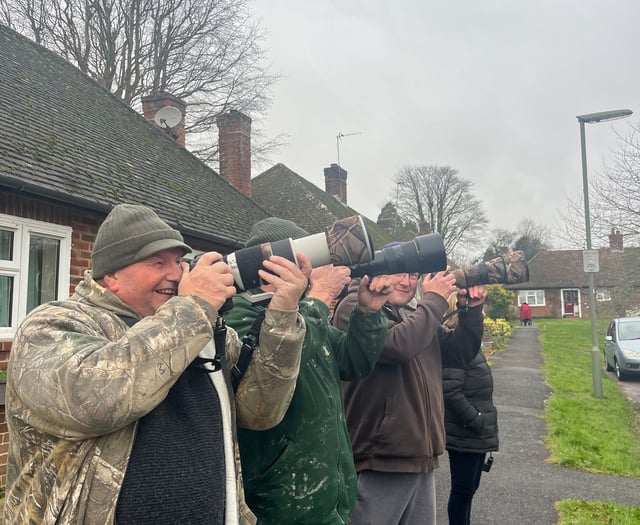 Birdwatchers flock to Farnham to celebrate return of rare waxwings