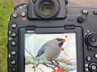 <p>Stunning photographs by Simon Thorn, an experienced birdwatcher, who captured these stills of a waxwing in the early morning of January 4</p>