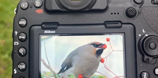 Letter: Are same waxwings coming back to Farnham after ten years?