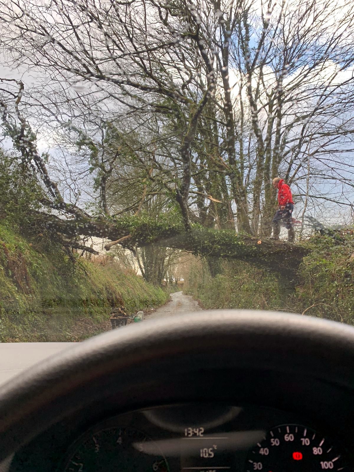 A tree was blown over into the road near Stoke Climsland
