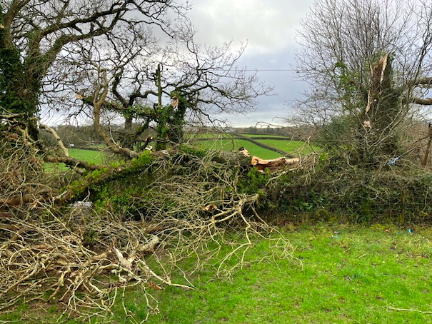Tree damaged near Cumberland park. Picture: Christian Murchison