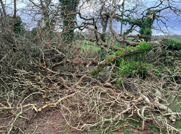 Tree Damaged by Strom Henk