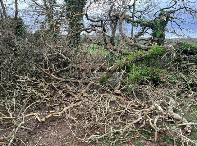 Tree Damaged by Strom Henk