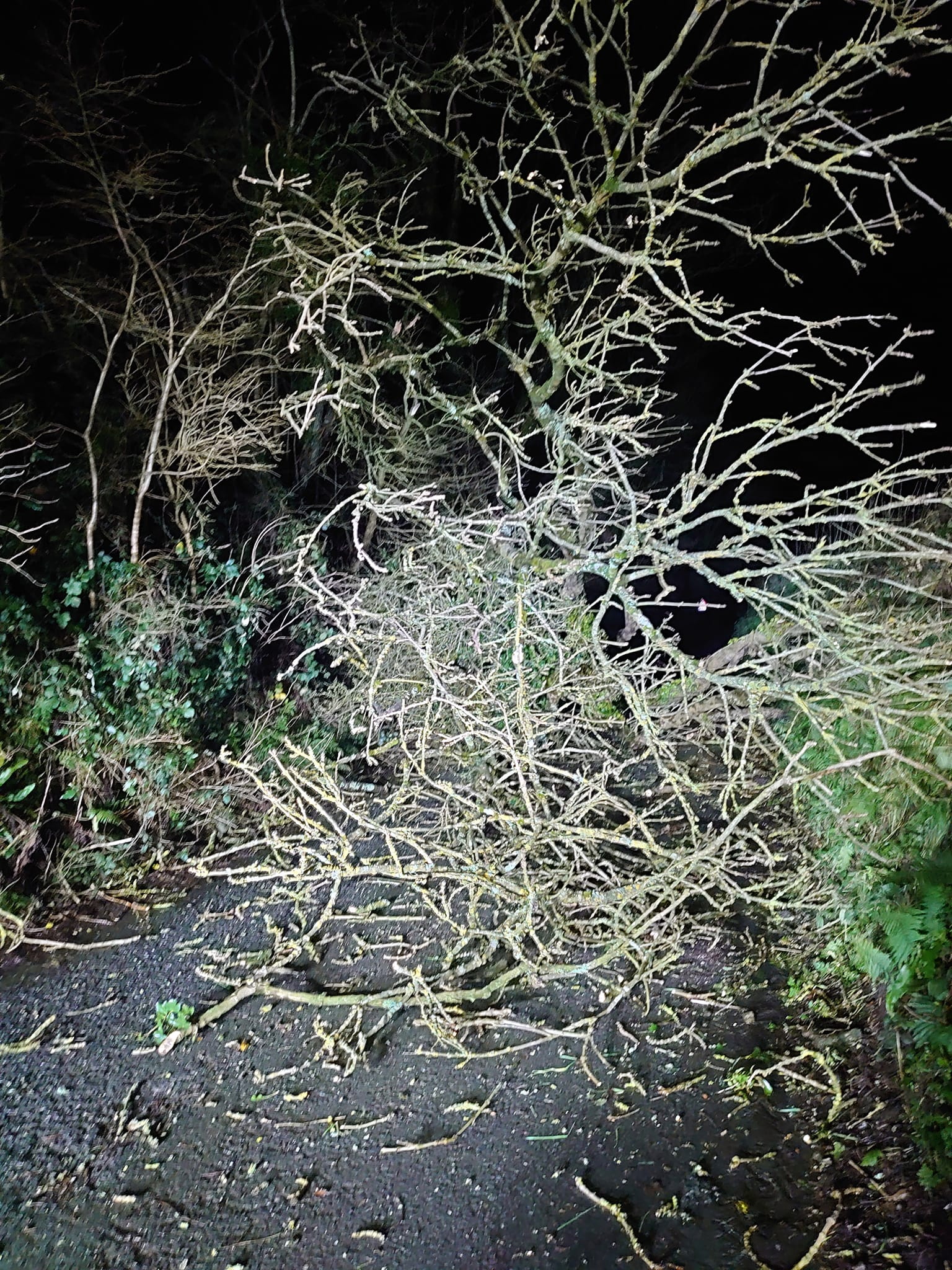 Road blocked by a damaged tree near Holsworthy