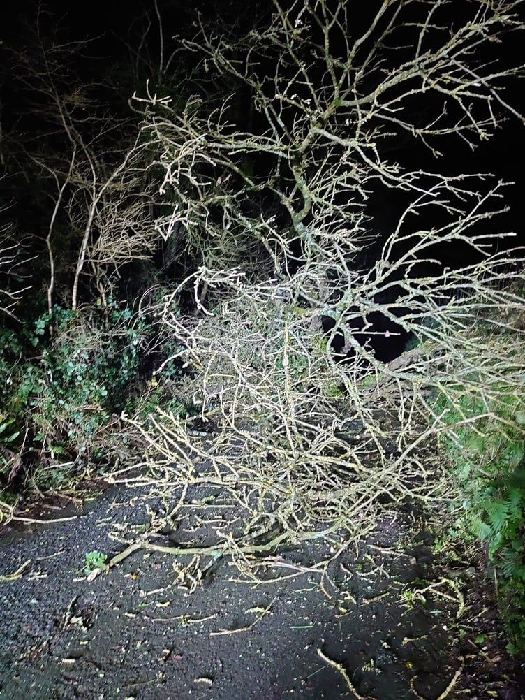Road blocked by a damaged tree near Holsworthy