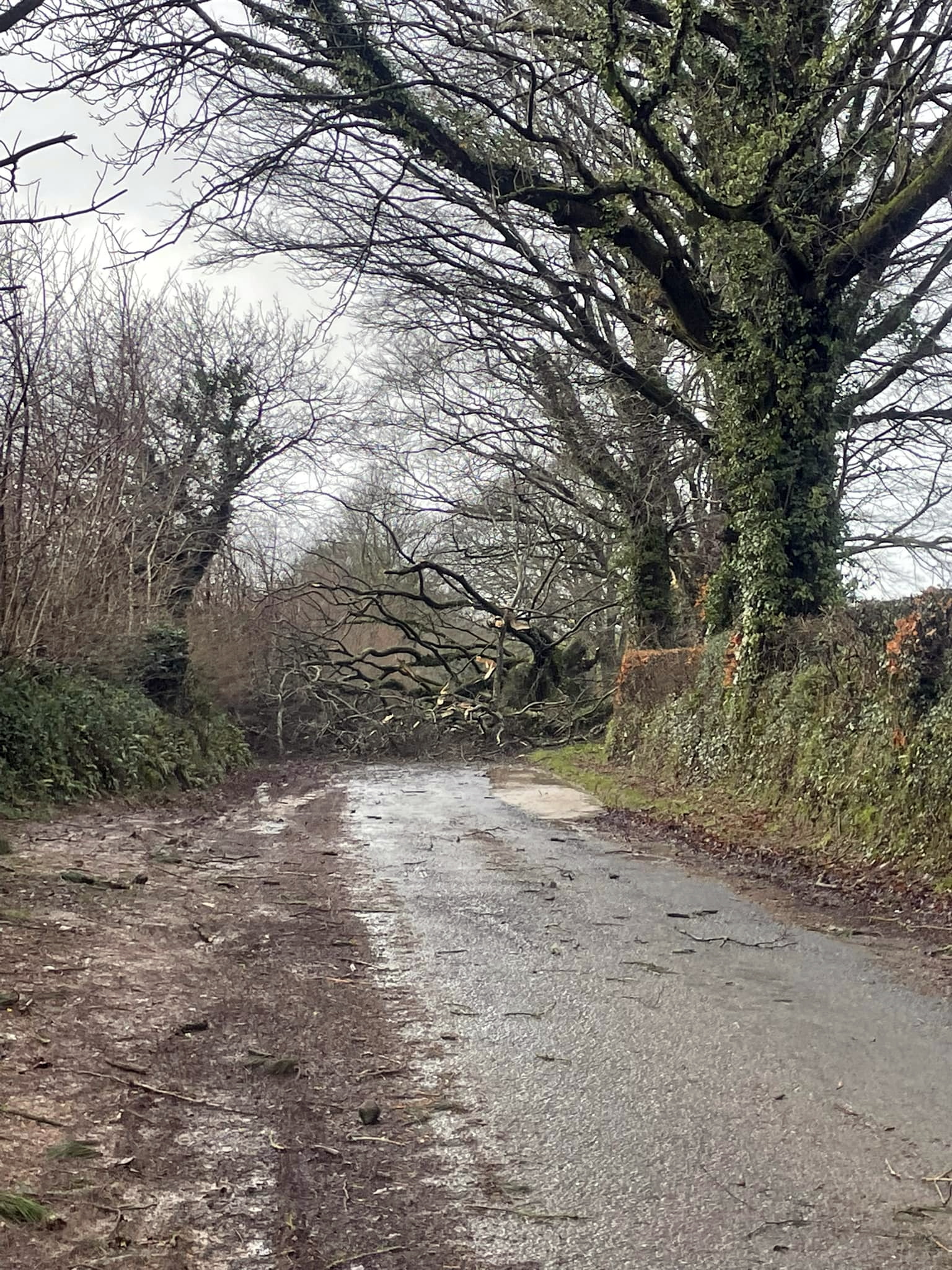 Tree fallen on trebursye road in Launceston