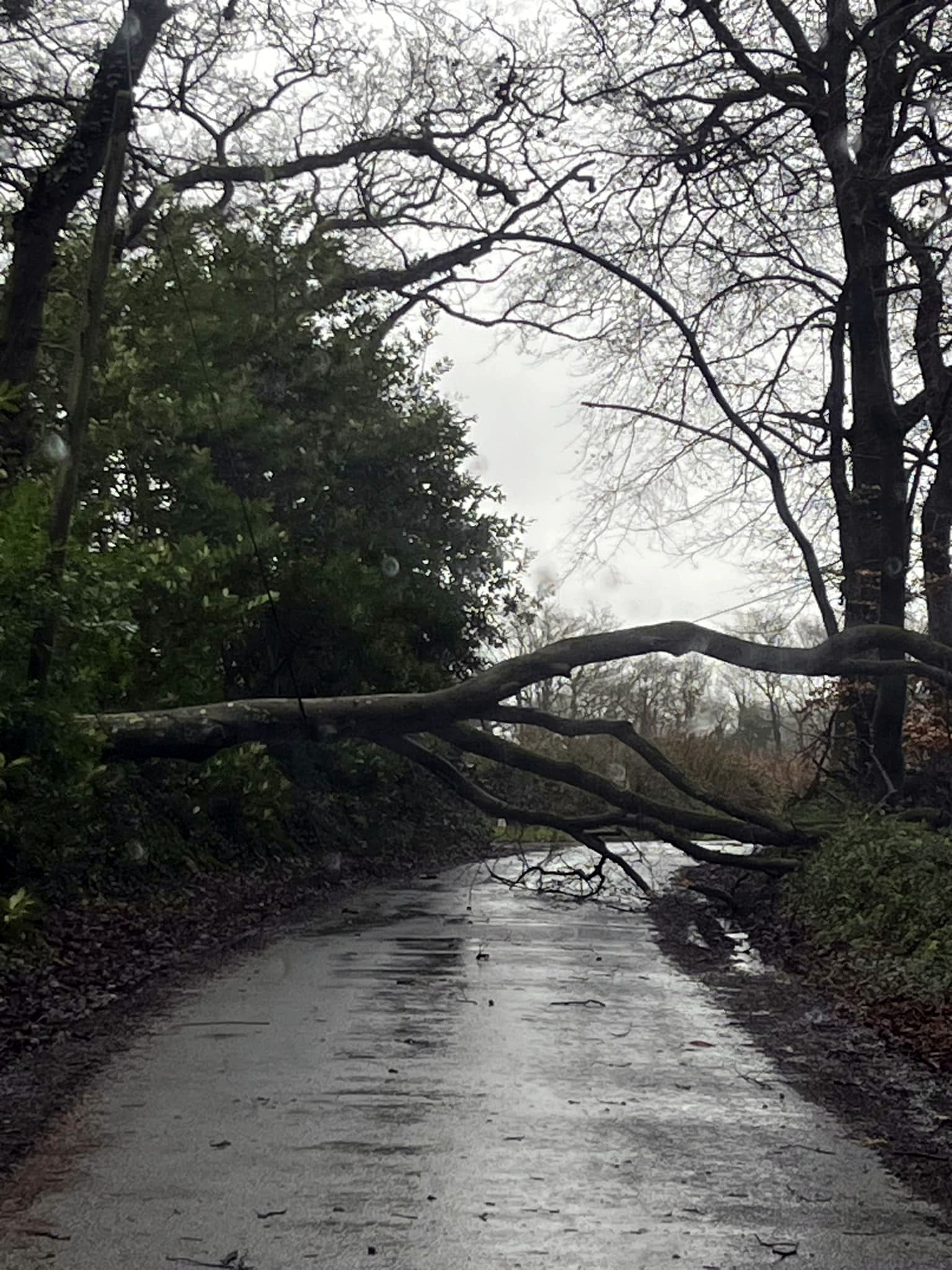 Tree damaged by Storm Henk along Pyworthy power station road. Picture: Alison Musson