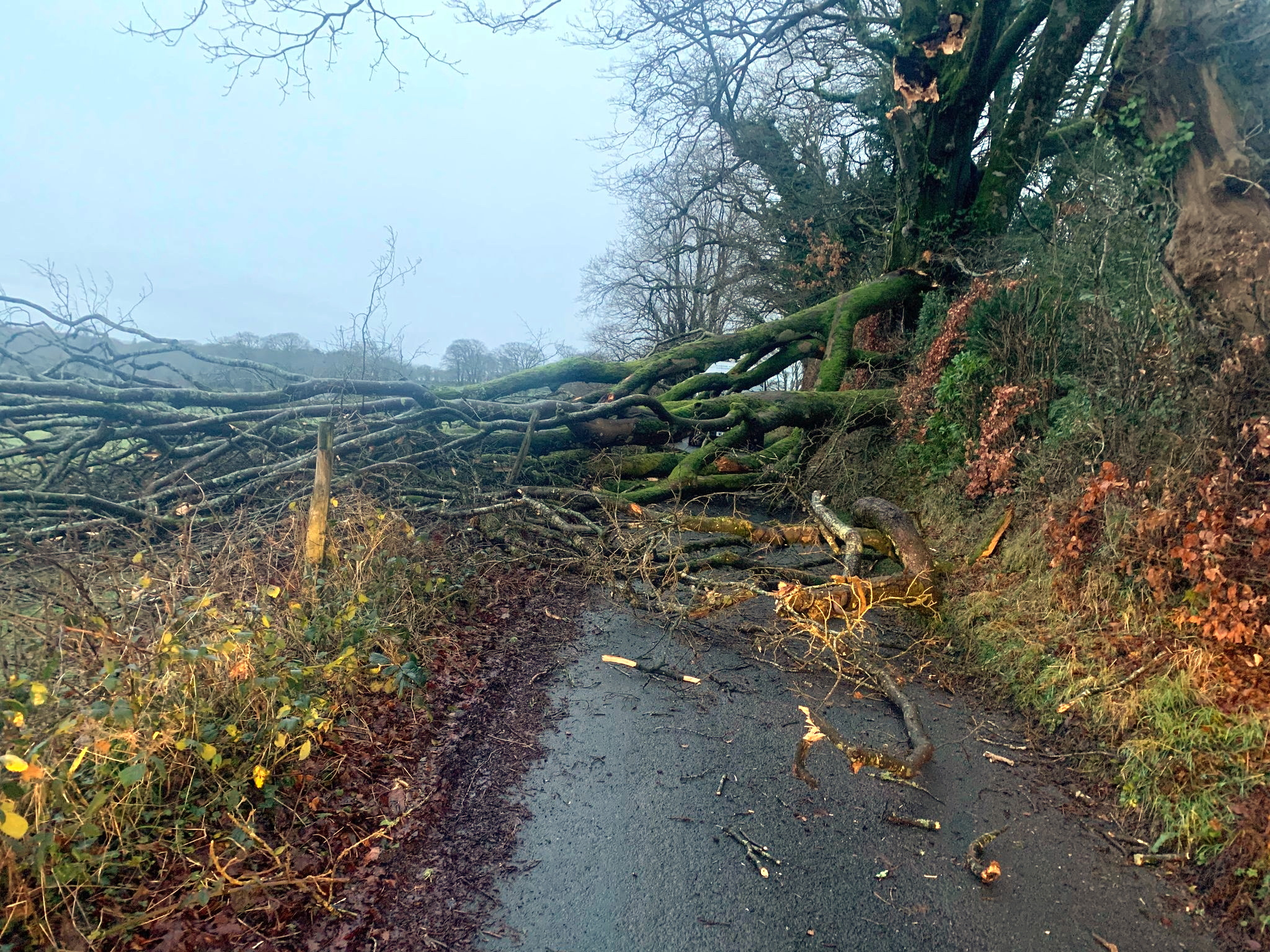 One damaged tree blocked an entire route. Picture: Conrad Fry