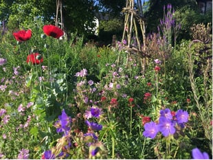 Gilbert White's Garden made RHS 'Partner Garden' in coup for Selborne